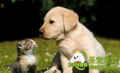 关于狂犬病介绍和狂犬疫苗使用