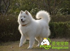 训练狗狗不向其它狗狗挑衅