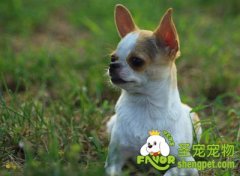 不能给狗狗吃的几类水果