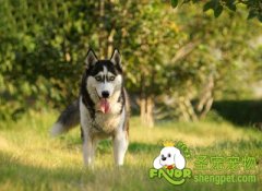 怎样判断卡比犬粮的真假