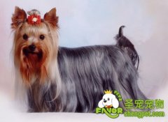 约克夏犬日常护理小方法