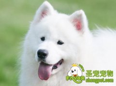 狗狗常见的十种行为