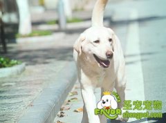 训练狗狗幼犬不挑食