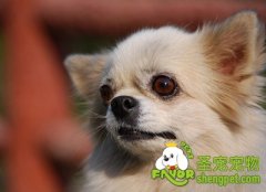 狗狗的三种肢体语言