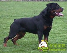 狂犬病病因及症状