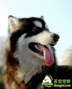 狂犬病的传染源有哪些