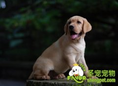 带狗狗散步的注意事项