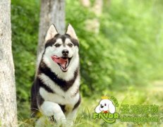 用牵引绳训练狗狗随行的方法