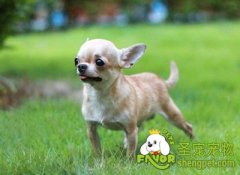 使用牵犬绳的注意事项