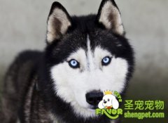 五种不能喂养狗狗的食物