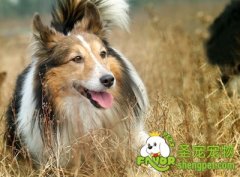 怎样训练狗狗舞蹈