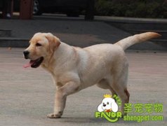 给拉布拉多犬挑选狗粮方法