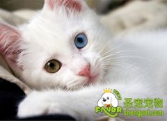 猫咪剪帅气发型的方法