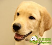 训练拉布拉多趴下的方法