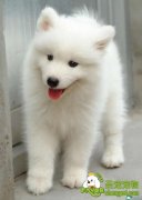 伪狂犬病的诊断和治疗方法