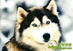 犬疱病毒感染的诊断和医治方法