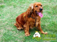 怎样训练幼犬用餐礼仪