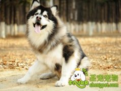 训练幼犬口令和非条件刺激的方法