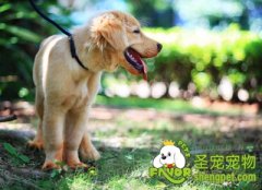 训练狗狗失败的原因