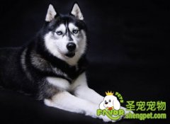 阻止爱犬与其他狗打斗的方法