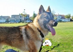 狗狗的最佳早餐菜单