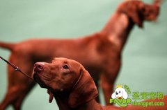 冠军犬及其后代的引进和选购