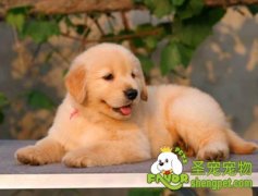 狗狗吃蔬菜的三个疑问