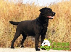 宠物寄养之狗粮喂食技巧