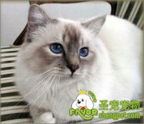 家庭养猫的日常护理方法