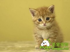 怎样留住猫咪美丽毛发