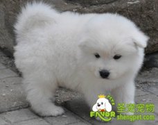 应对狗狗不停吠叫的方法