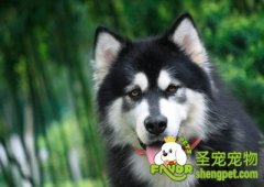 训练狗狗适应周围生活用品