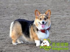 两只狗狗和平相处方法