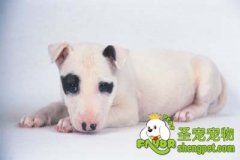 幼犬的室内生活训练