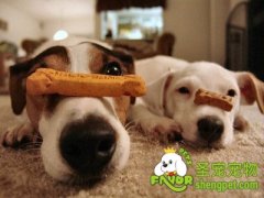 训练狗狗卧等的方法