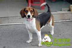 怎样训练狗狗适应笼子