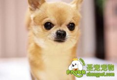 怎样训练狗狗随行