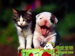 怎样训练狗狗回应名字