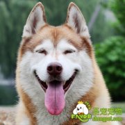 训练狗狗转圈的方法