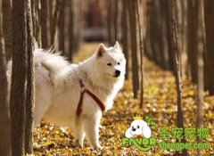 训练狗狗玩抛接游戏