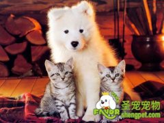 训练狗狗玩躲猫猫游戏