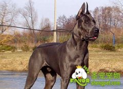 大丹犬幼犬的训练方法