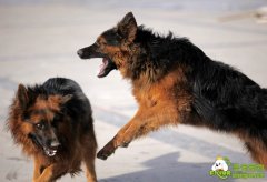 综合疗法提高犬瘟热病的治愈率