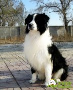 子宫蓄脓的危害、预防与治疗