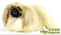 京巴犬眼睛的护理方法