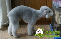 怎样让兴奋中狗狗安静下来