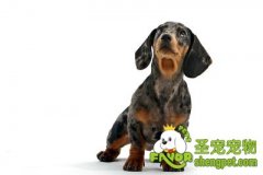 训练狗狗习惯于人们的爱抚与拥抱