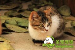 户外运动有利改善猫咪毛质