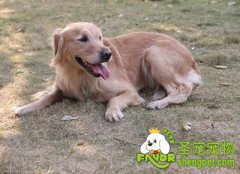 托养狗狗给别人的注意事项