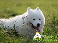 孩子与宠物狗和平相处的方法